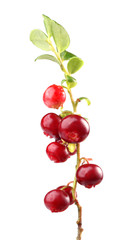 cranberry on white background