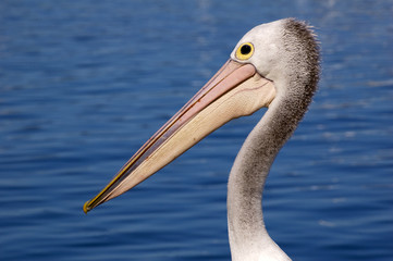 Pelican