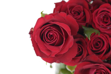 Fototapeta na wymiar bunch of red roses on white