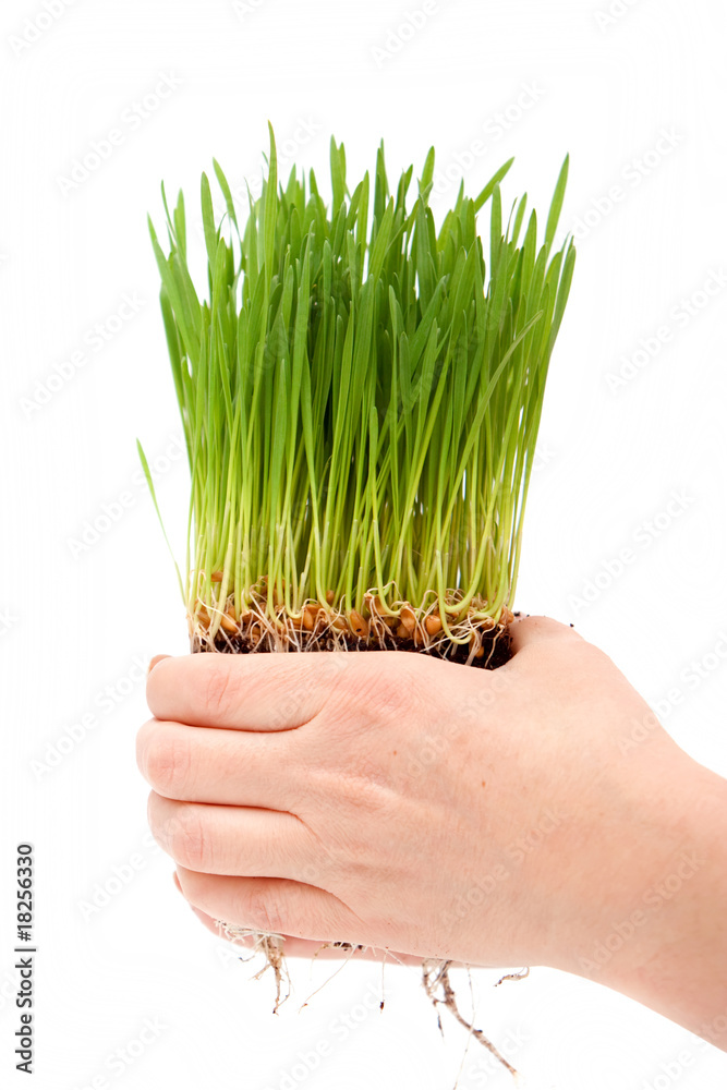 Wall mural Hands holding organic wheatgrass