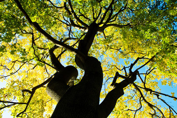 Blätter und Baum im Herbst
