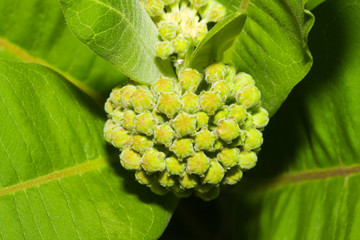 Common Milkweed