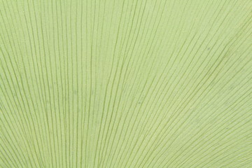 gingko leaf close-up