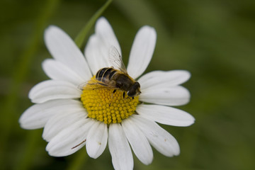 Obraz premium Bee sat on large Daisy