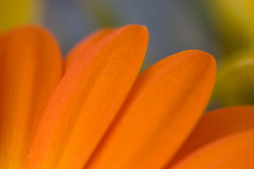 Isolated Orange Gerbera