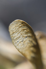 Sycamore Seeds Macro