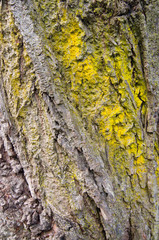 Texture of a trunk, close up