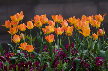 orange tulips at full bloom