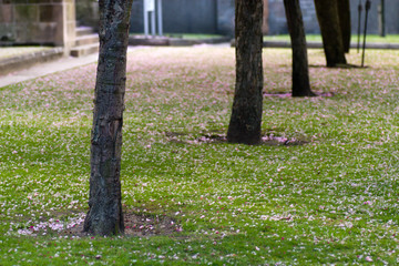 Tree trunks in a row