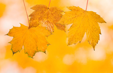 Naklejka na ściany i meble Bunte Blätter im Herbst