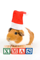 guinea pig is wearing christmas hat in front of xmas blocks