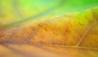 Bunte Blätter im Herbst