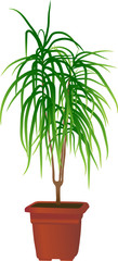 Fototapeta premium Home plant 