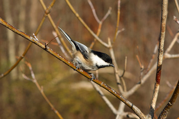 Black-capped Chickadee
