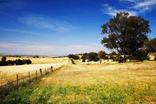 Countryside, Cowra, Australia