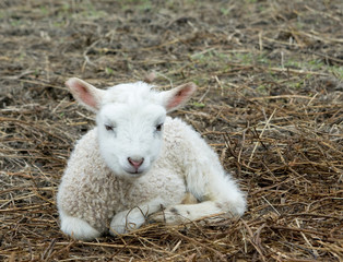 one lamb laying on hay © annaia
