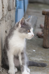 Cute grey cat