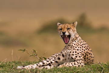 Müder Gepard