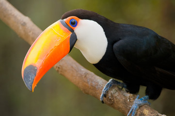 Toco Toucan in deep vegetation