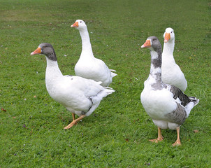 Gänsefamilie