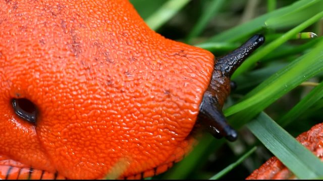 a shy slug