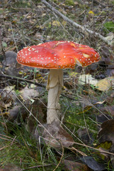 amanite