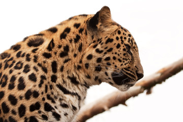 Amur leopard profile