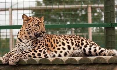 Amur Leopard relaxed