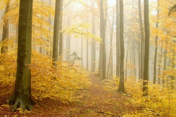 Path leading through the autumnal forest in dense fog