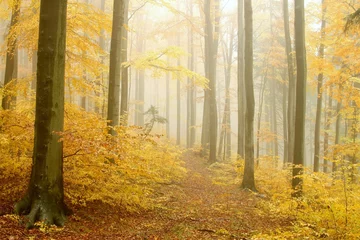Zelfklevend Fotobehang Path leading through the autumnal forest in dense fog © Aniszewski