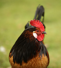 Portrait of a Bantam Cockerel