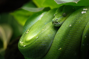 Green Tree Python