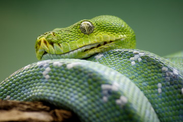 Green Tree Python
