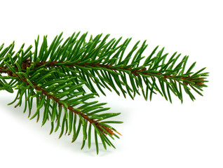 Pine branch