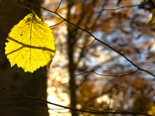 Blatt im Abendlicht