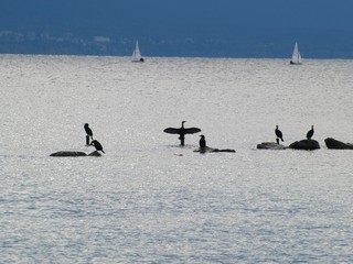 Naklejka premium Pauses d'oiseaux