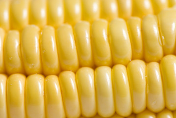 maize-close up
