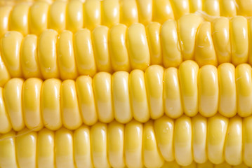 maize-close up