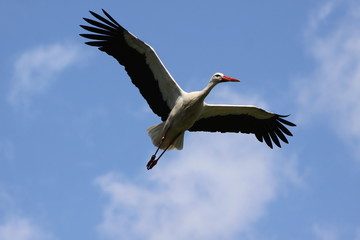 Fototapeta na wymiar Latanie White Stork