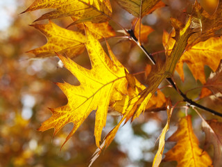 Red oak leaves