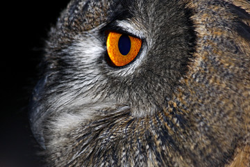 Gufo Reale (Bubo Bubo, Eurasian Eagle Owl 2)