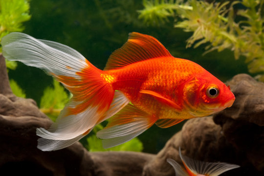 Goldfisch