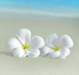Fototapeta na wymiar dwa kwiaty na plaży