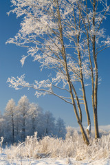 Cold winter day, beautiful hoarfrost and rime on trees.