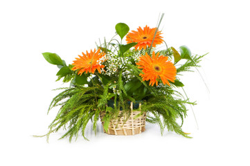 Orange gerberas isolated on the white