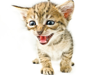 Naklejka premium Meaw Meaw