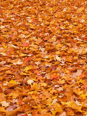 Red yellow colored fall leaves on the ground