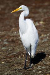Lounging Egret