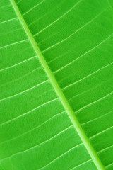 green leaf