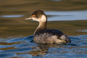 Eared Grebe Swimming